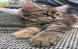 Mixed Breed cats for sale: Beautiful kittens!!!!! READY NOW!!! - Image 5