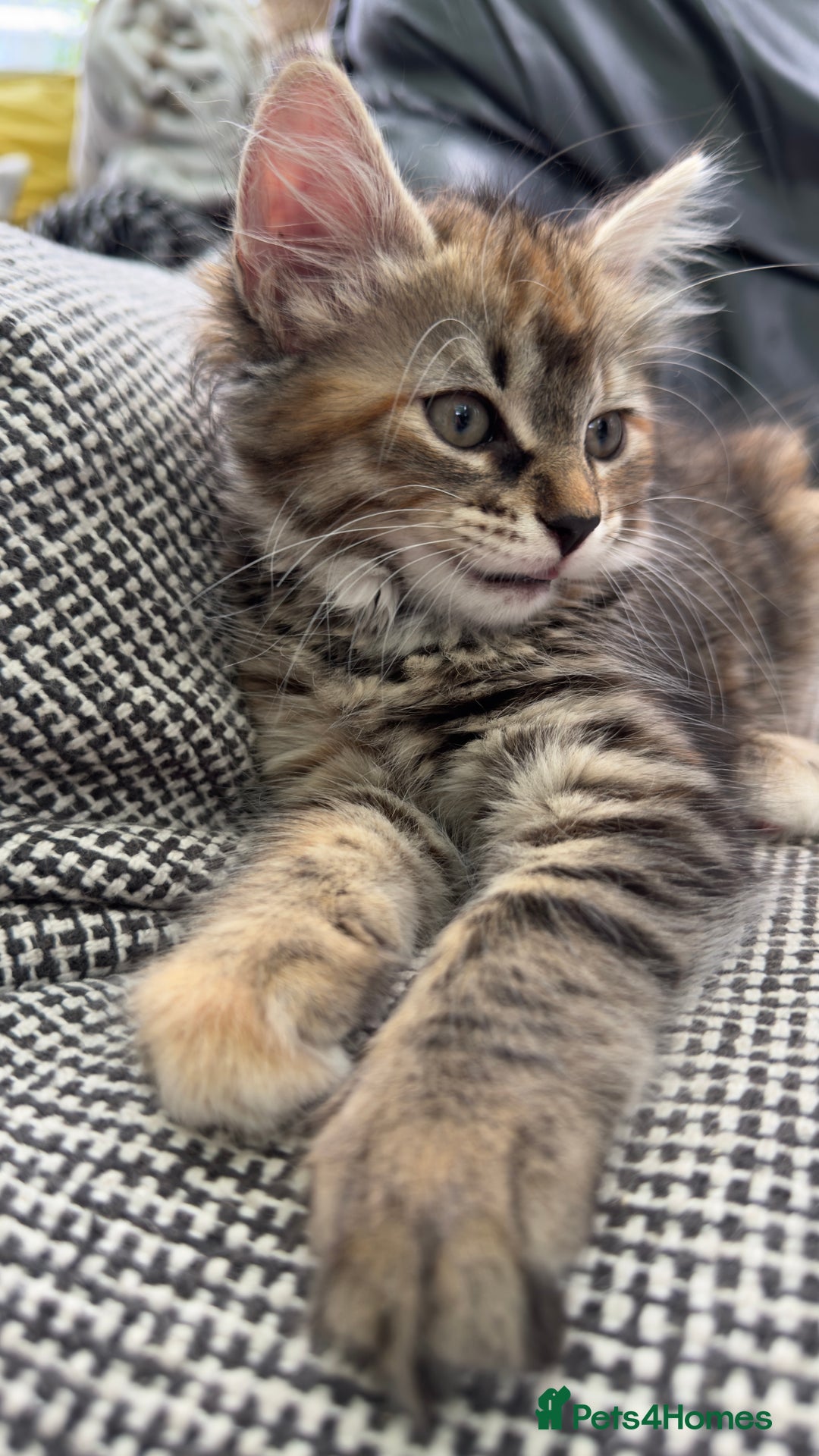 Mixed Breed cats for sale: Beautiful kittens!!!!! READY NOW!!! - Image 5