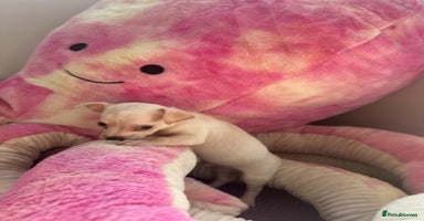 Chihuahua dogs - Advert 4