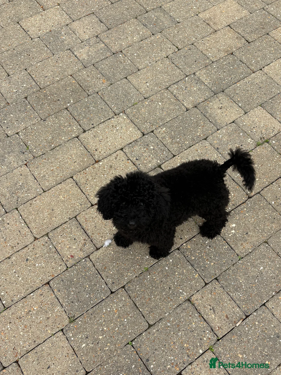 Mixed Breed dogs for sale: Beautiful toy x miniature poodle for sale 💙🩷💙 - Advert 2