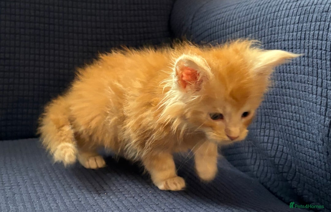Maine Coon cats for sale: Beautiful mix mainecoon kittens  - Image 2