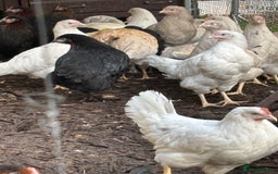 Chickens poultry for sale: Pol hybrid dark, blue and olive egg layers  - Image 7