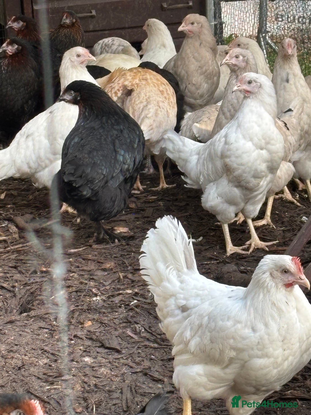 Chickens poultry for sale: Pol hybrid dark, blue and olive egg layers  - Image 7