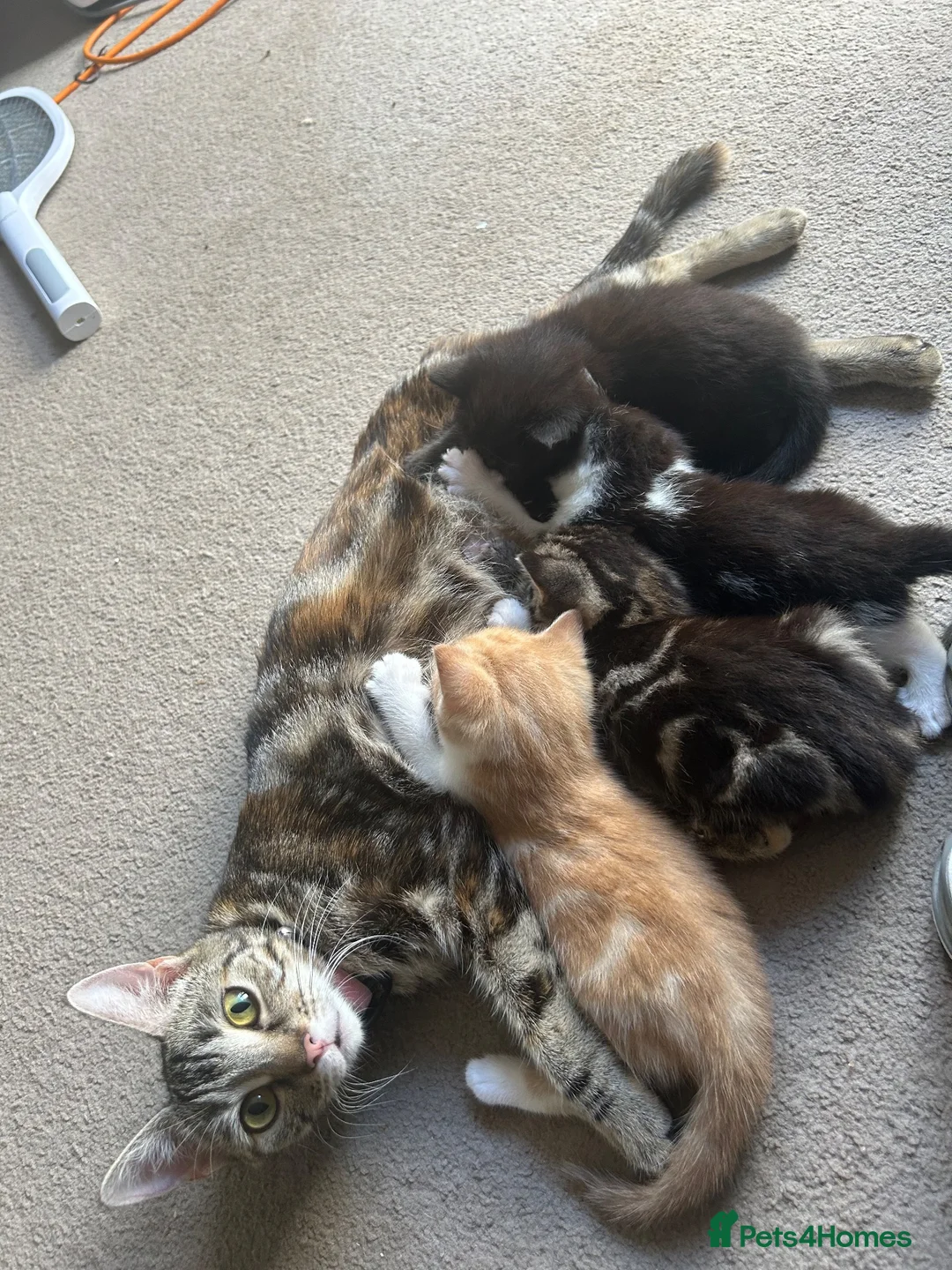 Mixed Breed cats for sale: Four boy kitten - Advert 1