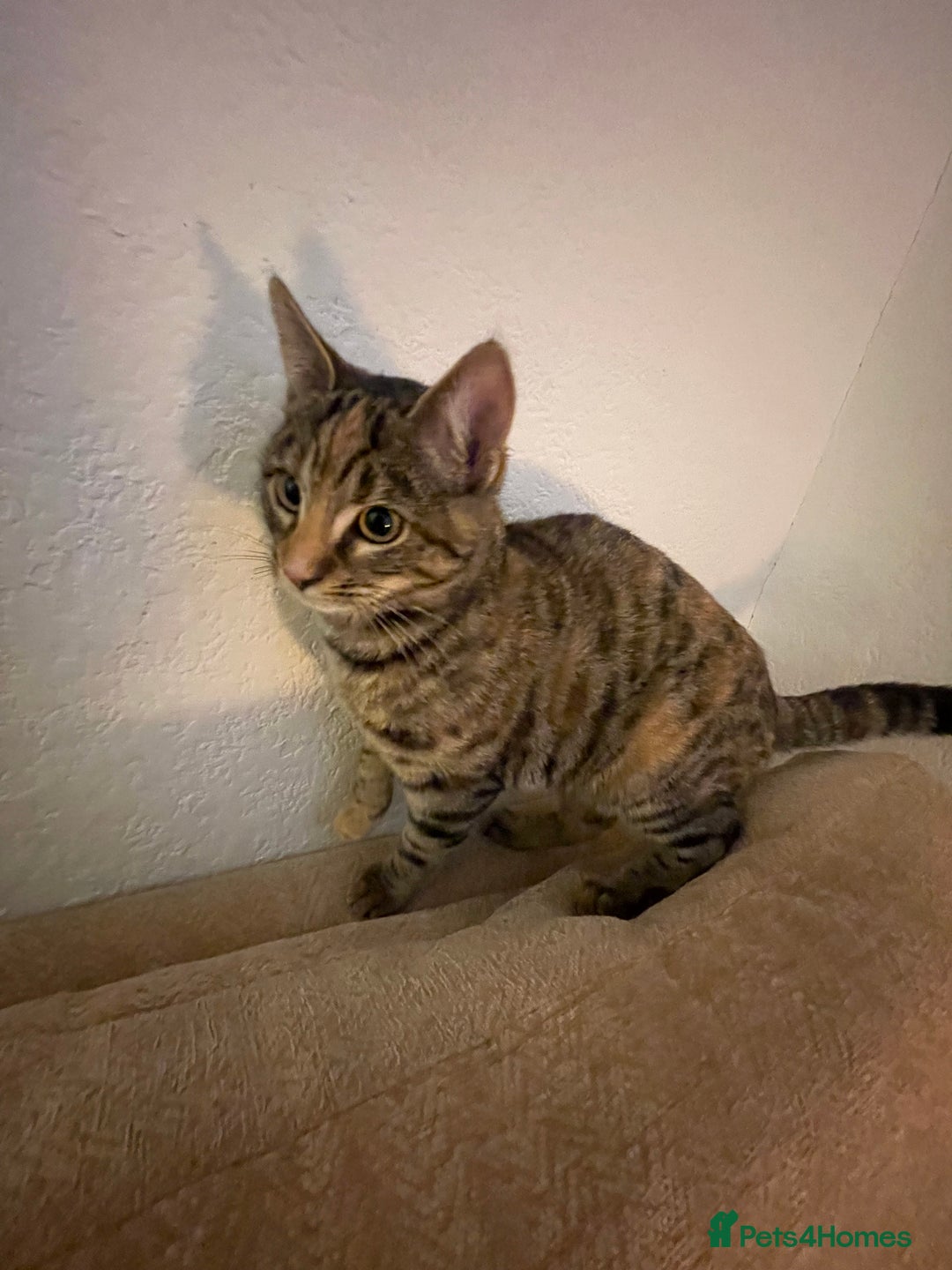 Bengal cats for sale: Mixed bengal kitten - Advert 4