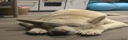 Mixed Breed dogs for sale: Ghost - Advert 6