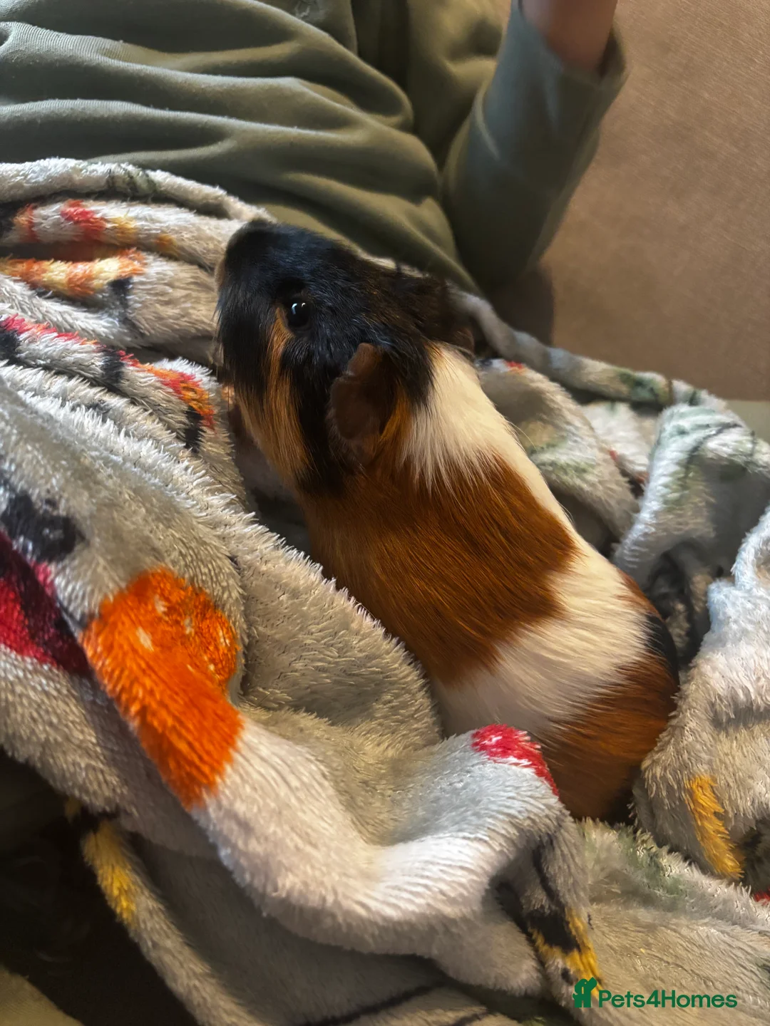 Guinea Pig rodents for sale: Male guinea pig  - Advert 1