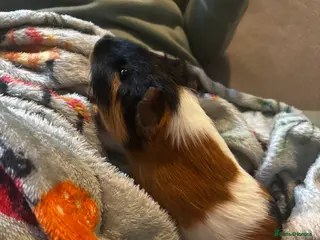 Guinea Pig rodents Male guinea pig - Advert 1