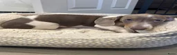 Miniature Dachshund dogs for sale:  REDUCED 1 LAST BOY Isabella & Tan Mini dachshund  - Advert 4