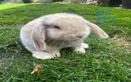 Mini Lop rabbits for sale: Mini Lop Rabbits For Sale  - Image 24