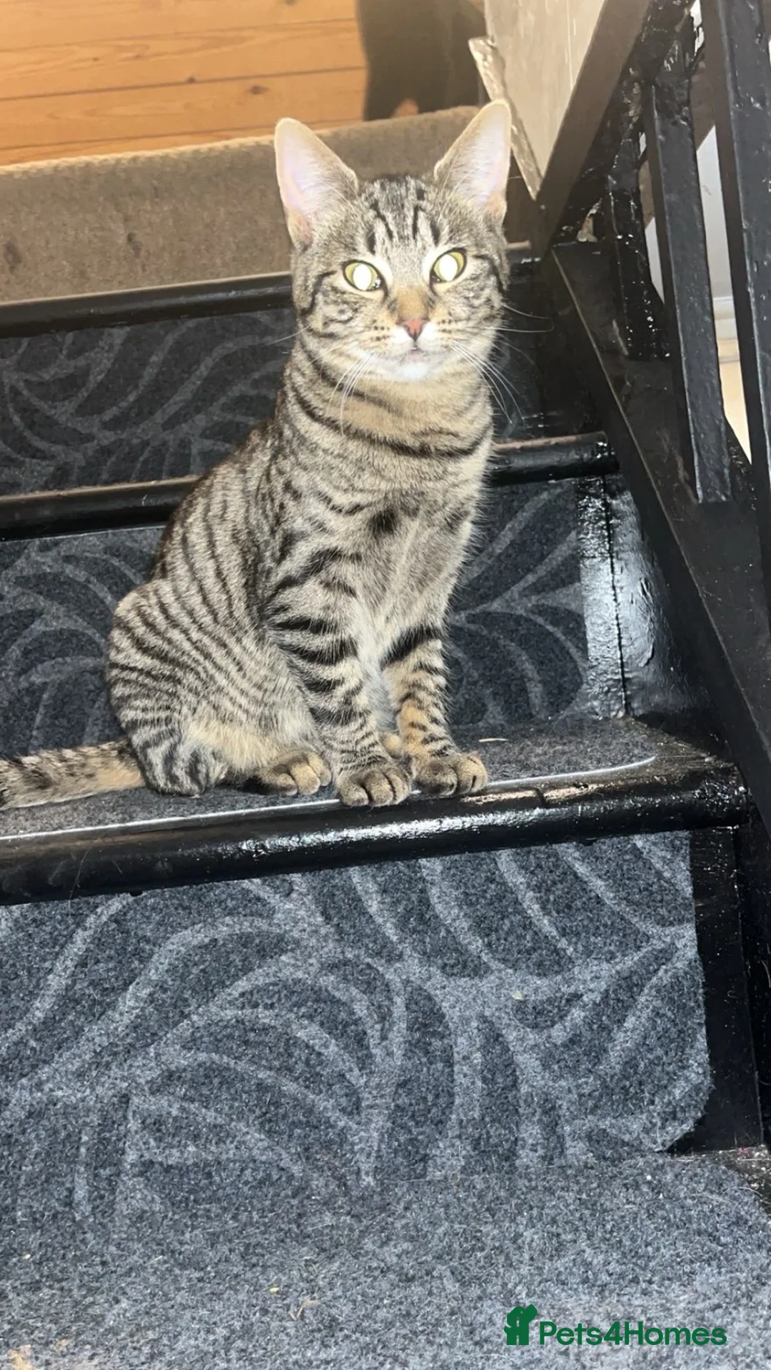 Mixed Breed cats for sale: Mixed breed kittens  - Advert 1