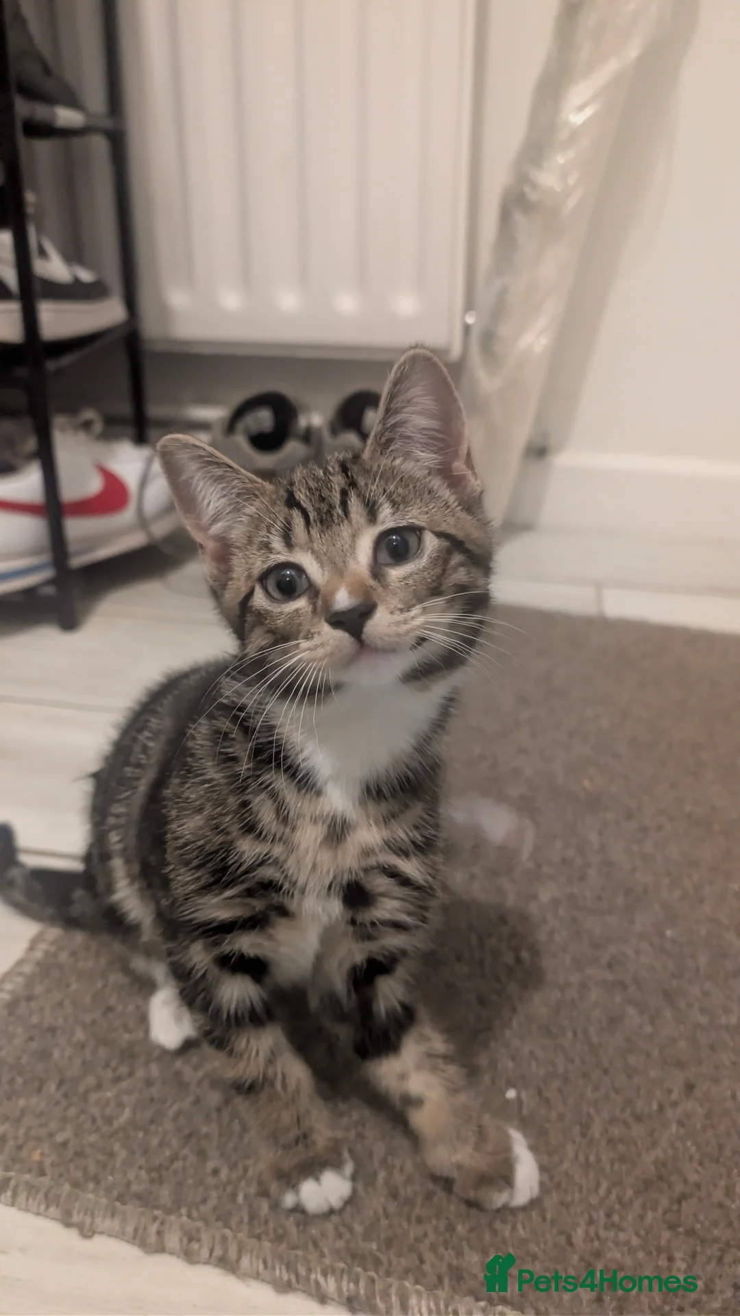 Mixed Breed cats for sale: Mix breed tabby kittens selling boy and girl in London - Advert 2