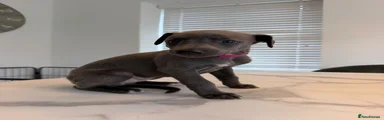 Whippet 2