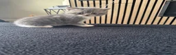 British Shorthair cats for sale: British shorthair x Persian  - Advert 6
