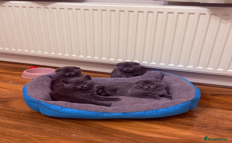 Scottish Fold cats Waiting for a Warm Heart:Scottish Fold for Sale - Advert 2