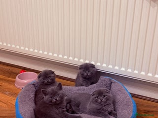 Scottish Fold cats Waiting for a Warm Heart:Scottish Fold for Sale - Advert 1