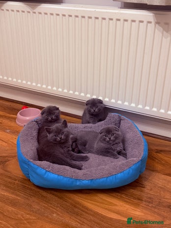 Scottish Fold cats Waiting for a Warm Heart:Scottish Fold for Sale - Advert 2