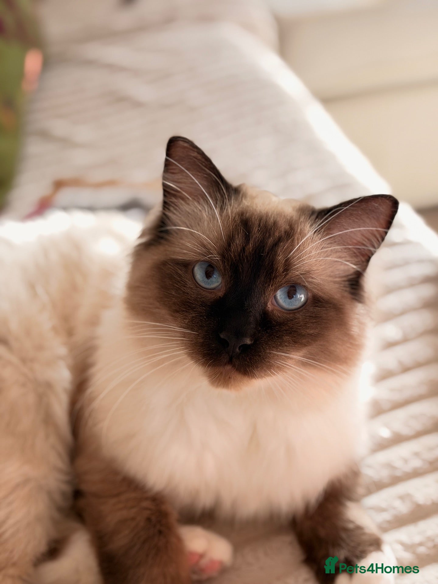 Ragdoll cats for sale: Looking for the most loving forever home for Axel  - Advert 9