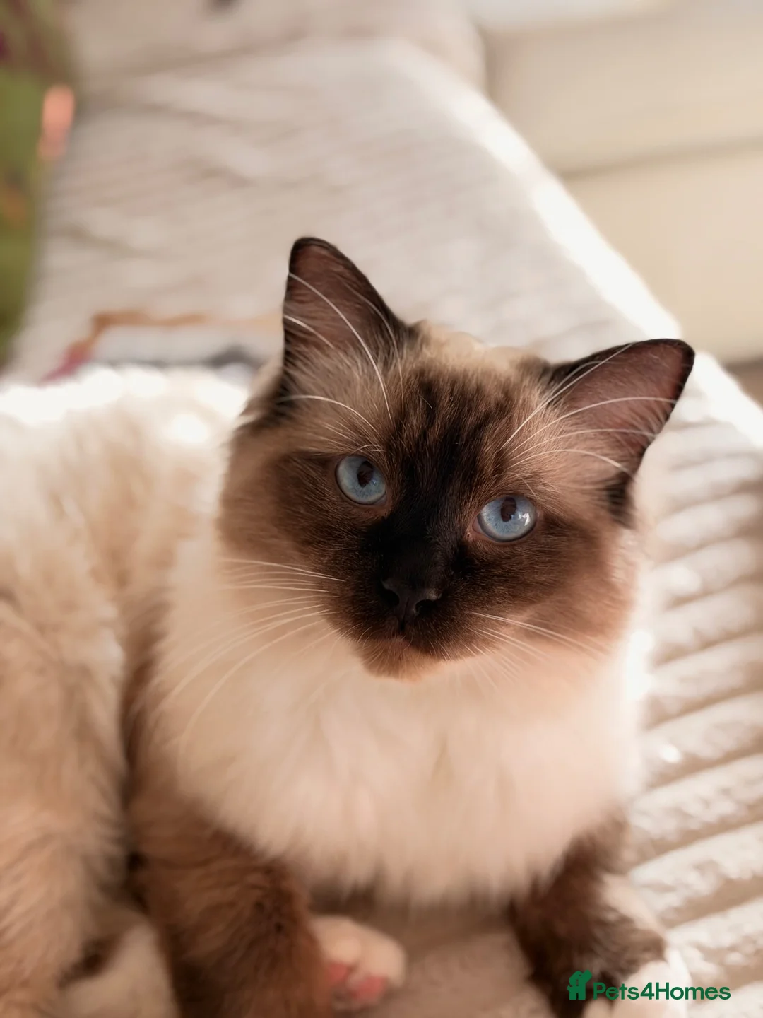 Ragdoll cats for sale: Looking for the most loving forever home for Axel  - Advert 1