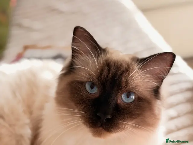 Ragdoll cats for sale: Looking for the most loving forever home for Axel - Advert 3