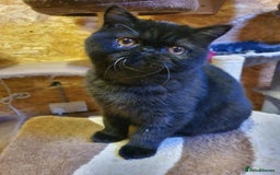 Exotic cats for sale: GCCF ACTIVE EXOTIC CATS - Image 11