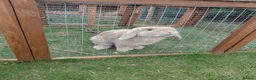 Mini Lop rabbits for sale: Two Mini Lops, Hutches & Runs(together/separately) in Nottingham - Advert 1