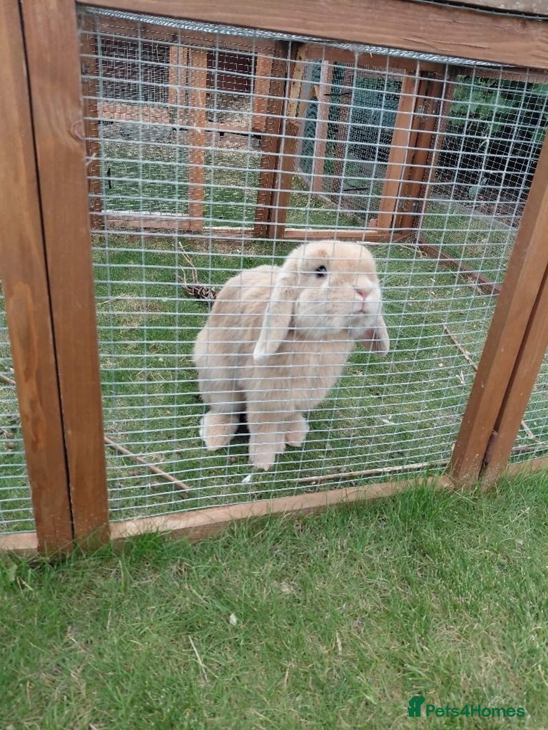 Mini Lop rabbits for sale: Two Mini Lops, Hutches & Runs(together/separately) in Nottingham - Advert 1
