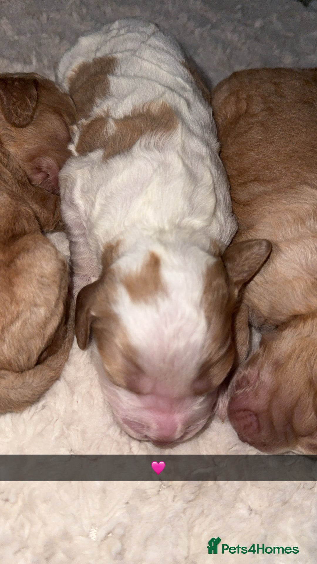 Cocker Spaniel dogs for sale: 7 beautiful cocker spaniel puppies 🩷💙 - Advert 13