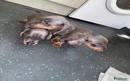 Dachshund dogs for sale: Dachshund puppys - Image 7