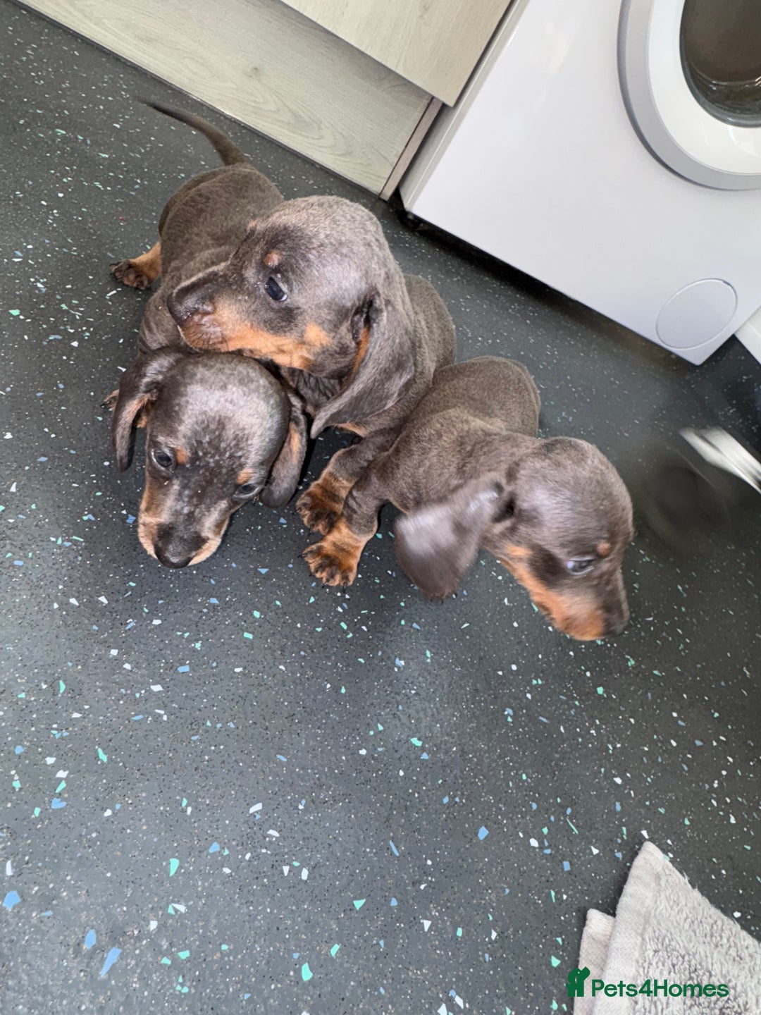 Dachshund dogs for sale: Dachshund puppys - Image 7