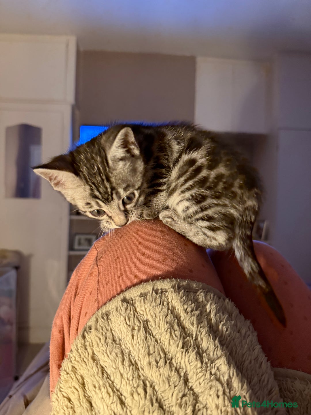 Bengal cats for sale: ⭐️Divine silver black spotted tabby bengal ⭐️ - Advert 38