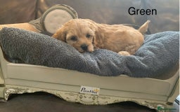 Cavapoo dogs for sale: Outstanding F1 Apricot Cavapoo puppies  - Image 17