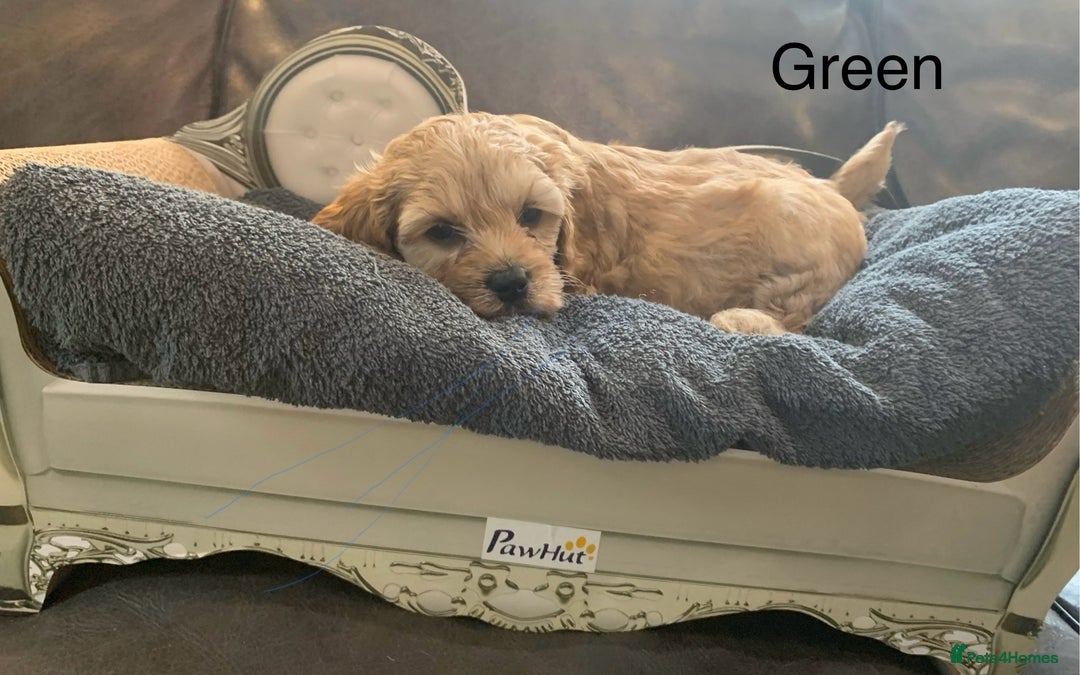 Cavapoo dogs for sale: Outstanding F1 Apricot Cavapoo puppies  - Image 17