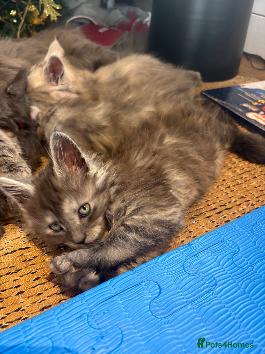 Maine Coon cats for sale: Stunning FiFe Maine Coons - Advert 3