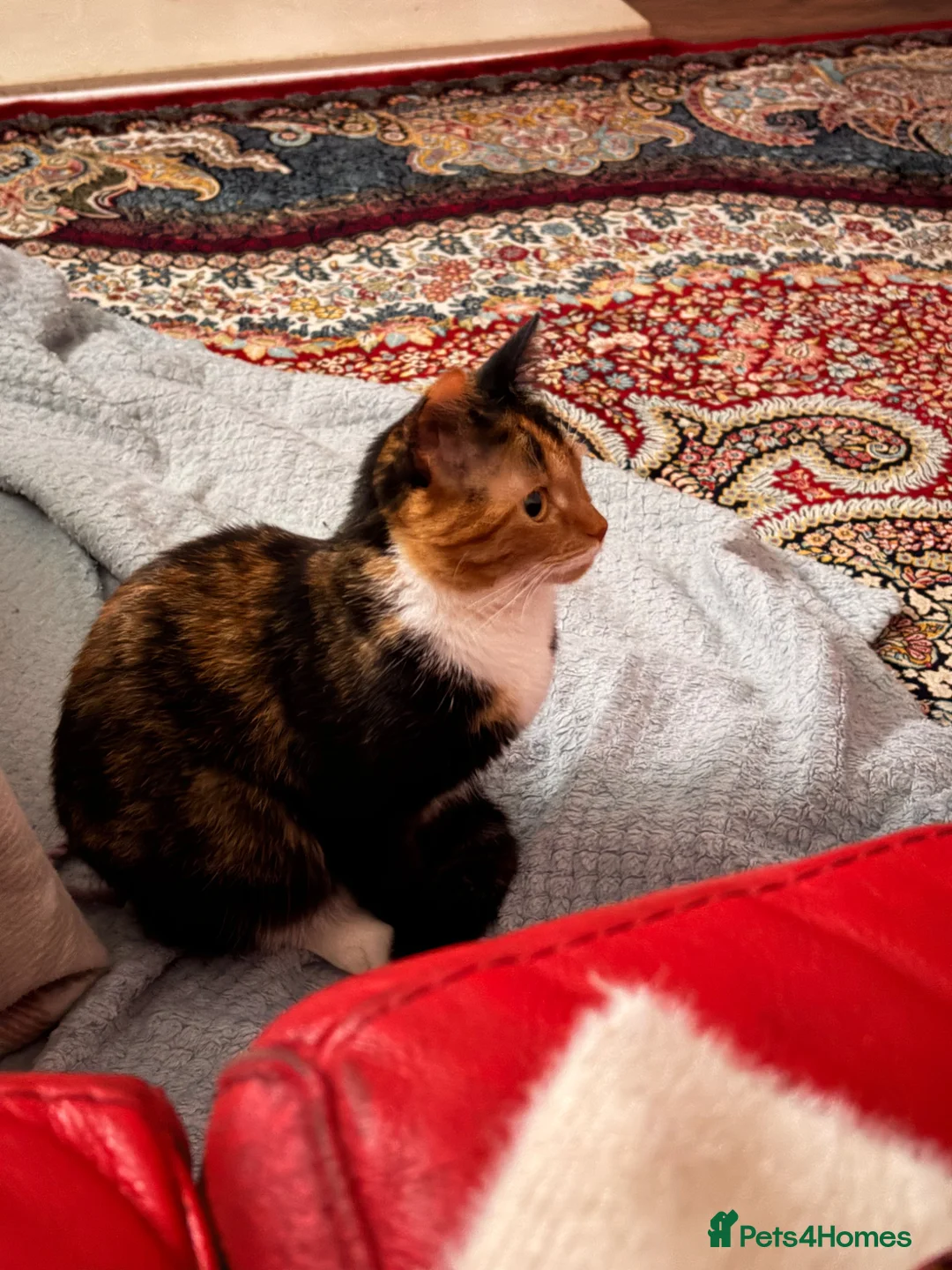 Mixed Breed cats for sale: Kittens for sale in Enfield - Advert 8