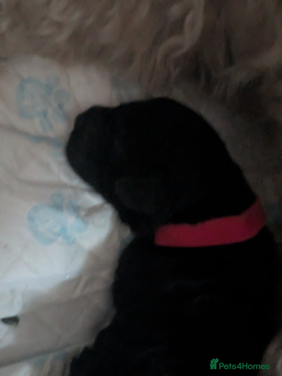 Cockapoo dogs for sale: F2 cockapoo puppies for sale . - Advert 8