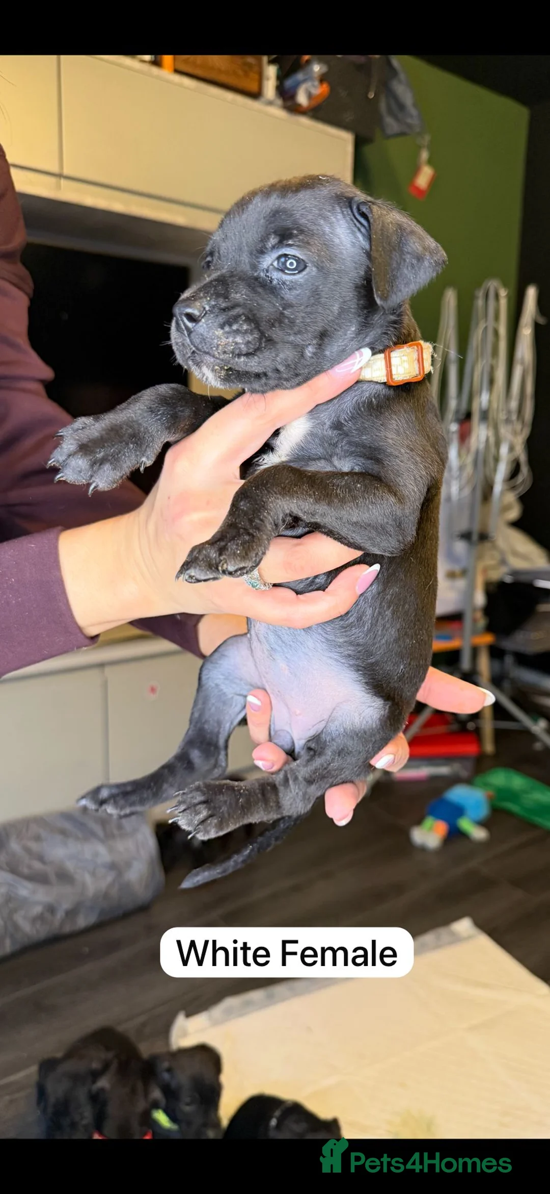 Mixed Breed dogs for sale: Canis Panther Pups - Advert 12