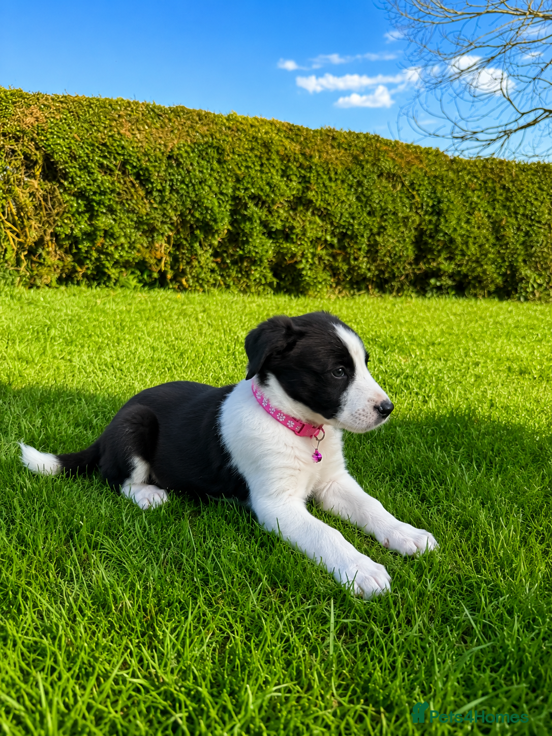 Border Collie Puppy 6