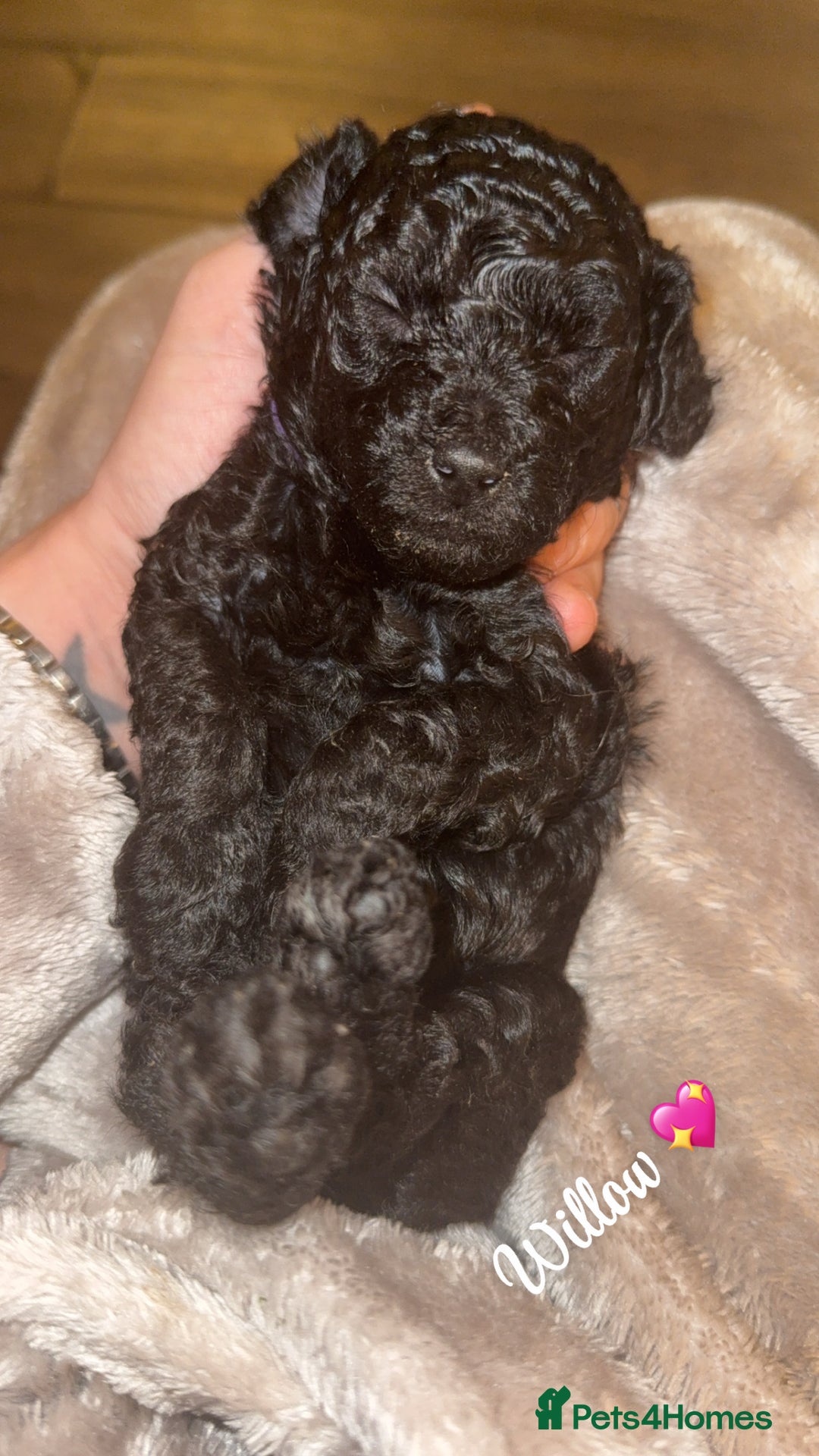 Toy Poodle dogs for sale: 5 generation championship pedigree toy poodle pups - Advert 8