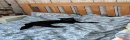 Mixed Breed cats for sale: Lovely Runa - Advert 4