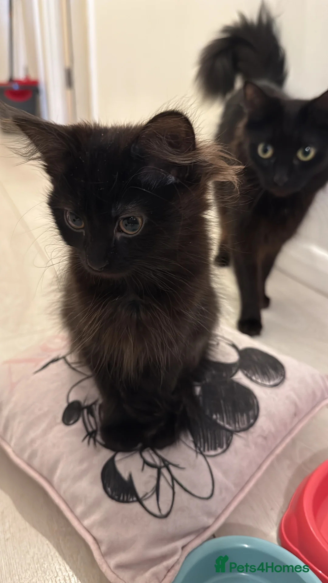 Maine Coon cats for sale: Beautiful happy kittens - Advert 2
