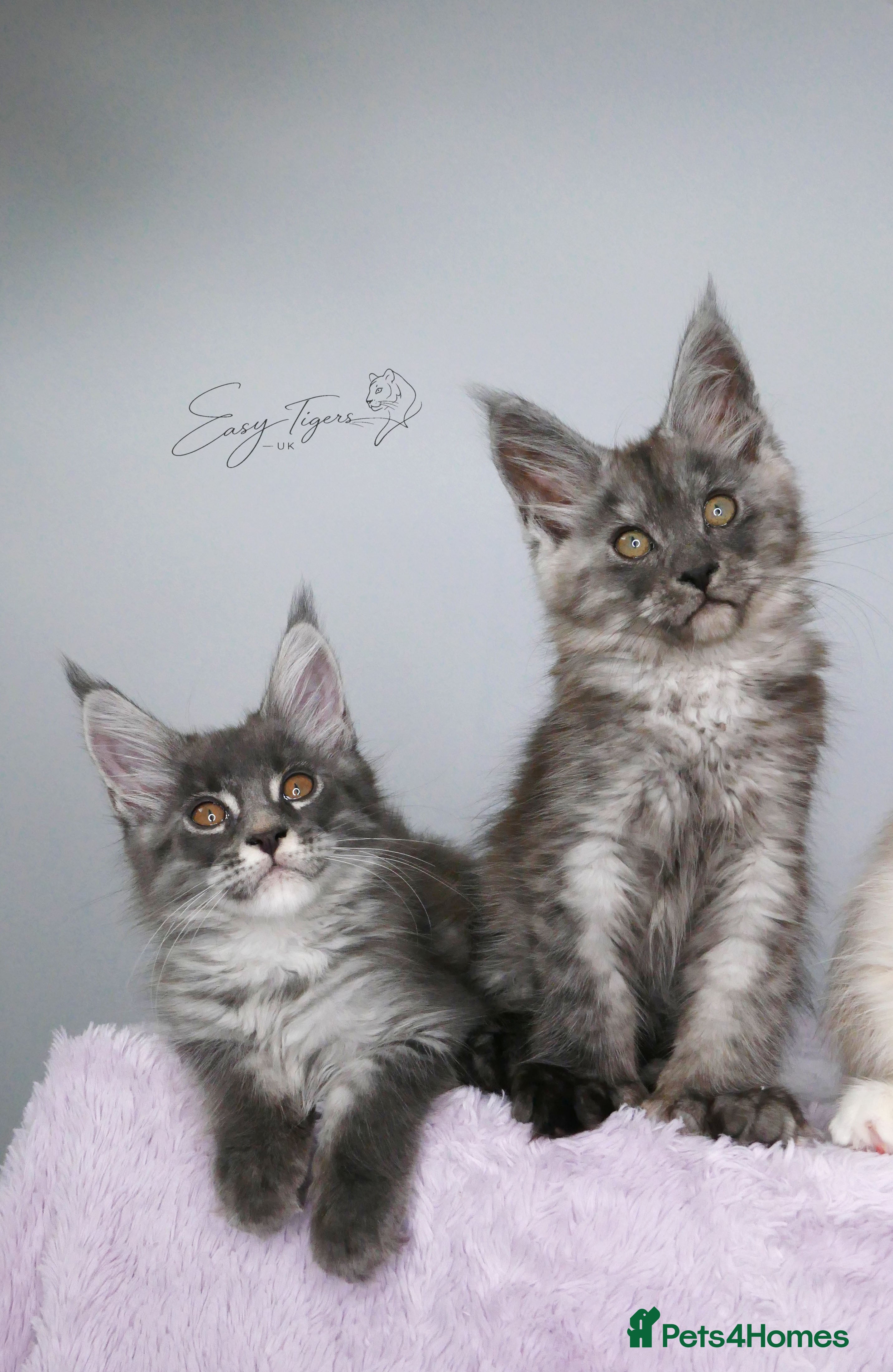 Maine Coon cats Only one stunning kitten left.  - Advert 4