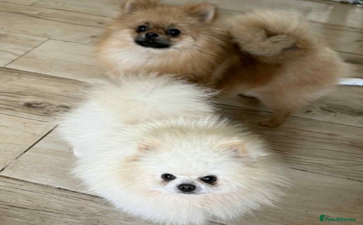 Pomeranian dogs in Doncaster - Advert 18