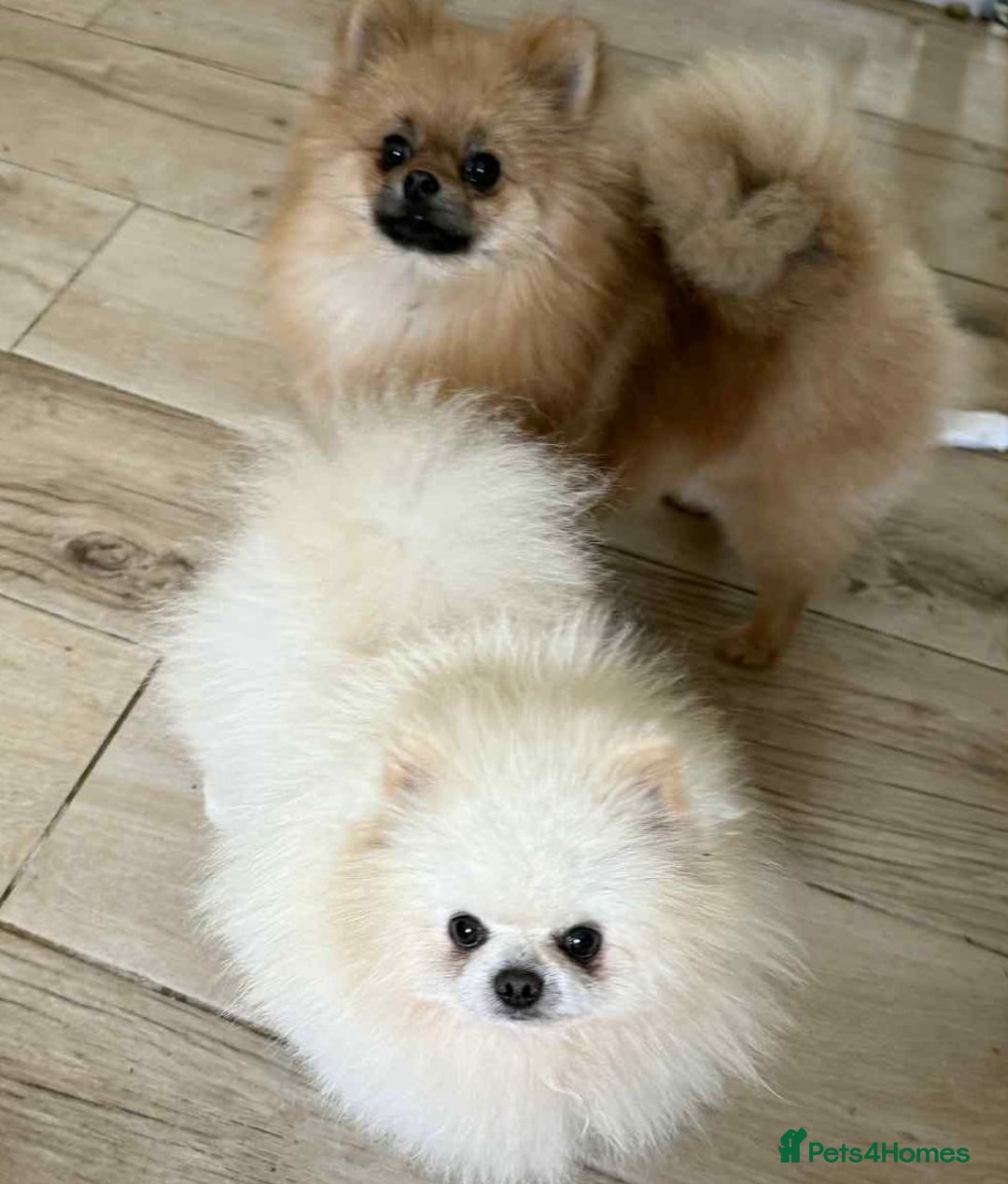 Pomeranian dogs for stud: our stunning white boy  in Doncaster - Image 1