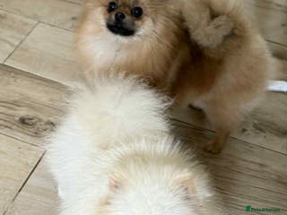 Pomeranian dogs our stunning white boy in Doncaster - Advert 22