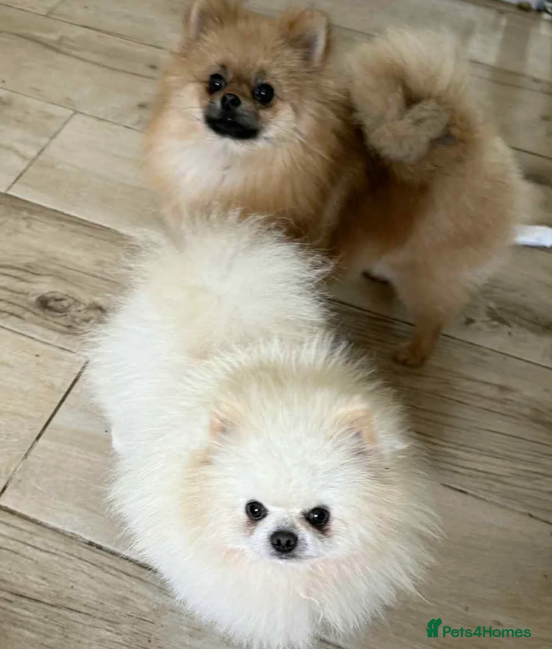 Pomeranian dogs for stud: our stunning white boy  in Doncaster - Advert 1