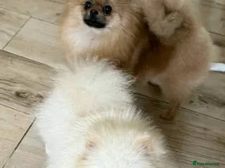 Pomeranian dogs our stunning white boy in Doncaster - Advert 13