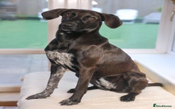 Mixed Breed dogs for adoption: Pretty Pretzel - Image 8
