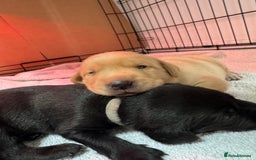 Labrador Retriever dogs for sale: KC registered Labrador Retriever puppies for sale - Image 6