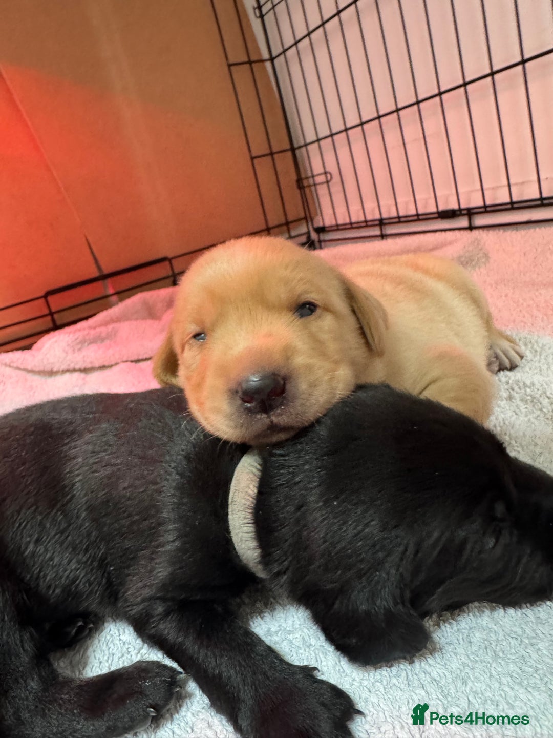 Labrador Retriever dogs for sale: KC registered Labrador Retriever puppies for sale - Image 6
